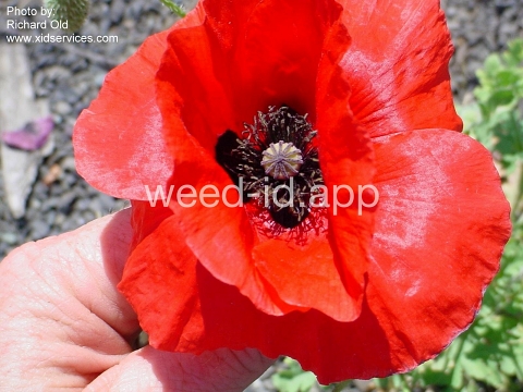 poppy, corn